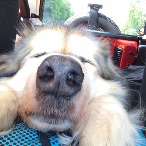 Meet your Posher, Harley